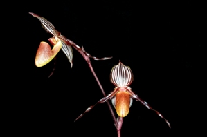 Paphiopedilum wilhelminae Egger AM/AOS 82 pts. Inflor